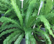 Asplenium Victoria